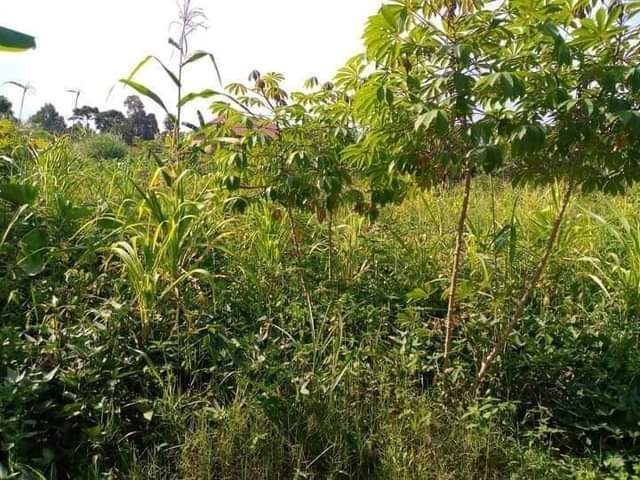 A picture of MONEY URGENTLY NEEDED PLOT FOR SALE 30FT X 50FT IN