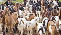 A picture of Are you interested in farming goats drop your WhatsApp no