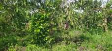 A picture of 4 acres at Semuto for sale. 28m per acre