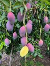 A picture of Miche ya matunda ya mda mfupi miaka miwili hadi mitatu