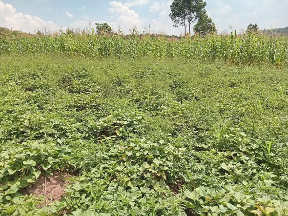 A picture of 5 Acres of land for sale at matugga kilolo kabale