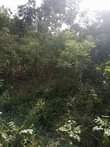 A picture of 13 very fertile acres on sale all at 130m it