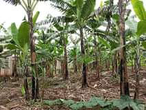 A picture of Busubuzi deal on quick sale 100ft 100ft private mail land