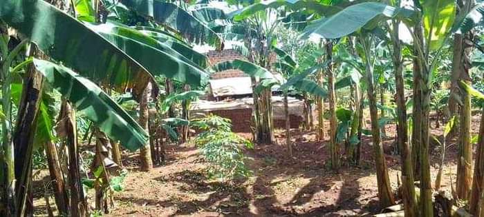 houses matugga