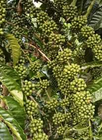A picture of Clonal rubosta coffee cuttings
