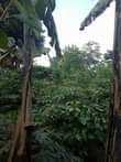 A picture of 3 fertile acres on sale at 37 5m with banana