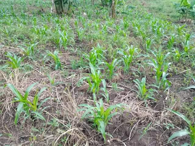 A picture of 1 FERTILE ACRE FOR SALE IN NAKASEKE KAPEEKA