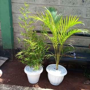plants