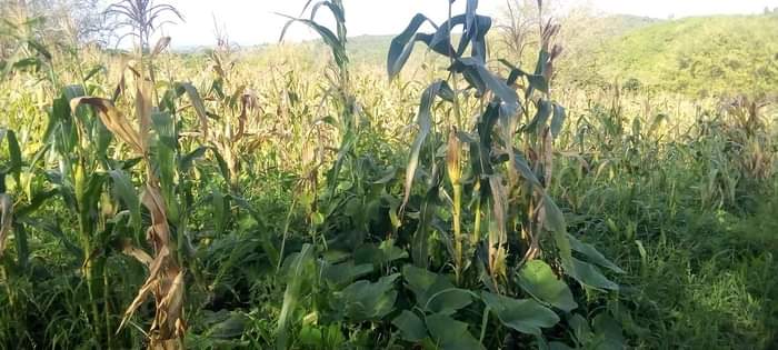 A picture of Shamba la eka 20 linauzwa shamba hili lipo hapa kiwangwa