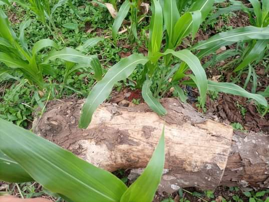 A picture of Firewood