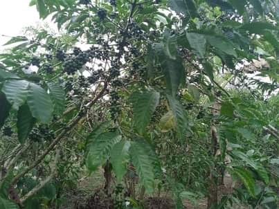 A picture of 1.5 ACRES FOR SALE IN NAKASEKE KAPEEKA BULEMA SENENE VILLAGE
