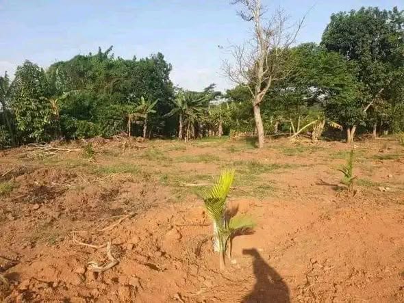 A picture of Land