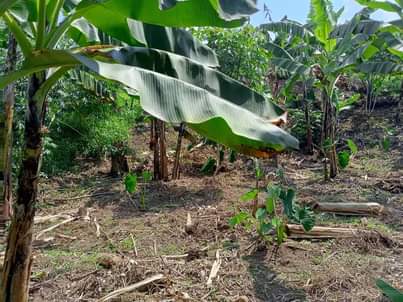 A picture of LAND ON SALE