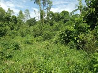 A picture of 2 Acres of private mile land title for sale 50m