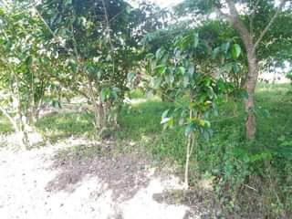A picture of 1 FERTILE ACRE FOR SALE 7M