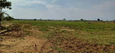 A picture of Kila ekari moja