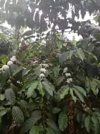 A picture of House with 2 rooms for sale in Nakaseke Kapeeka Bukakala