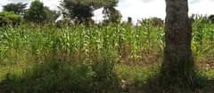 A picture of 1 acre for sale at 72m 2km from Busiika town