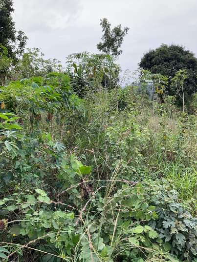 A picture of wakiso namusera