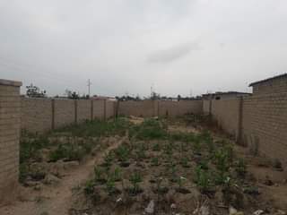 stands