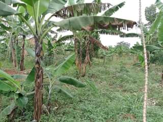 A picture of PLOT 100 100FT FOR SALE IN NAKASEKE KAPEEKA
