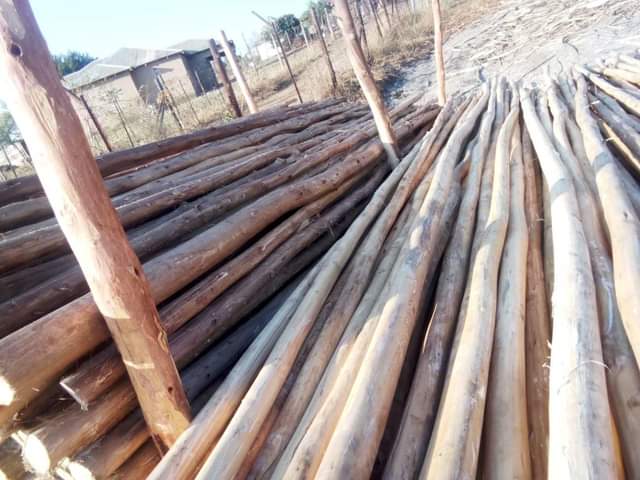 LIMPOPO V.
