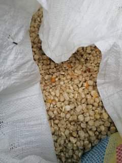 maize