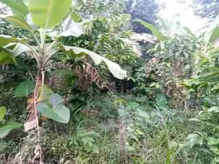 A picture of PLOT 50 100ft FOR SALE IN NAKASEKE KAPEEKA