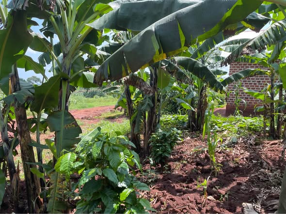 A picture of PLOT WITH SINGLE ROOM FOR SALE IN KAPEEKA