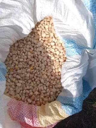 maize