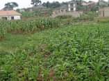 A picture of A plot for sale at Seguku Katale village Bukwenda