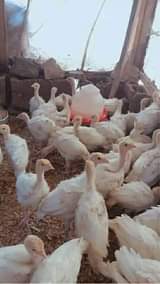 A picture of Small 2 3 month old turkeys cost 30000ugx 50000 ugx