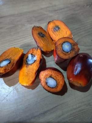 A picture of Oil palm business