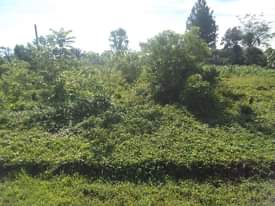 A picture of 100 by 100 ft tarmac prime plot for sale along