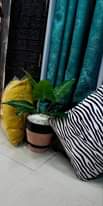 A picture of Cushions