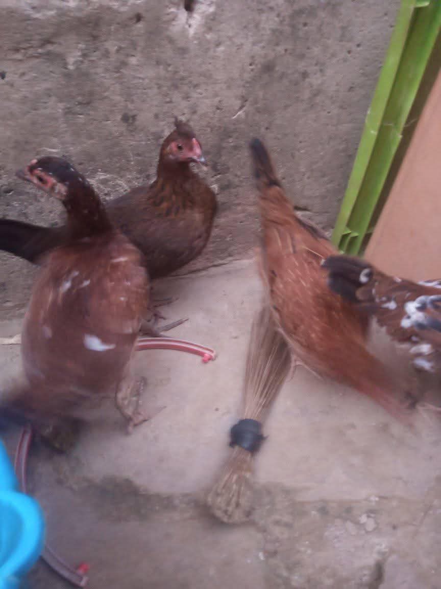 A picture of Point of layers local hen