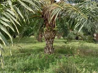 A picture of Kiwanja cha Ekari mbili kinauzwa