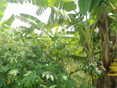A picture of 3.5 FERTILE ACRES FOR SALE IN NAKASEKE KAPEEKA KAKINZI VILLAGE