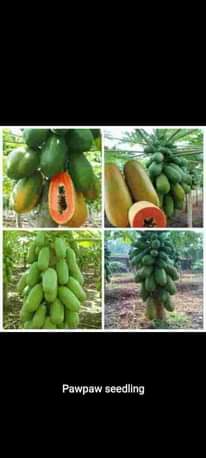 A picture of Ero agro biz ventures