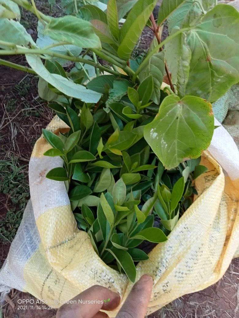 seedlings