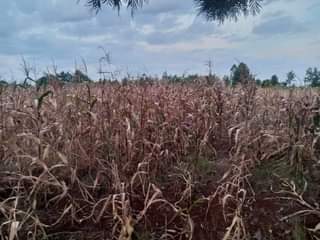 makutano plots