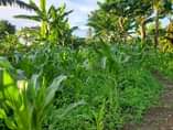 A picture of Bombo kalule country home