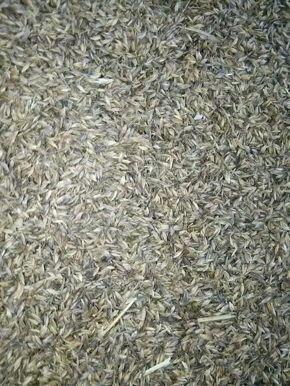 seeds
