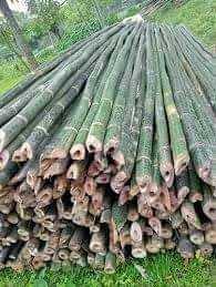 A picture of Bamboo sticks