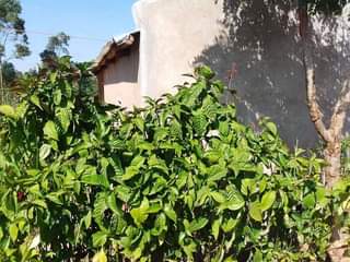 houses for sale