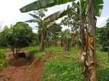 A picture of Buloba mityana rd plot on quick sale