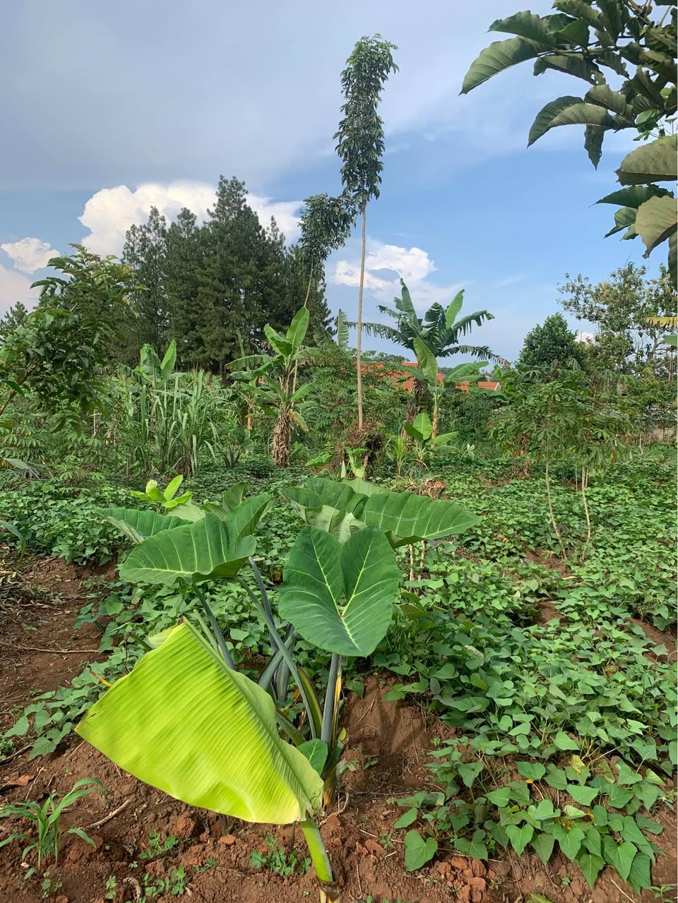 A picture of Plot for sell 100x50 ft