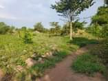 A picture of 50 Acres on sale in kikyusa Ideal for farming and