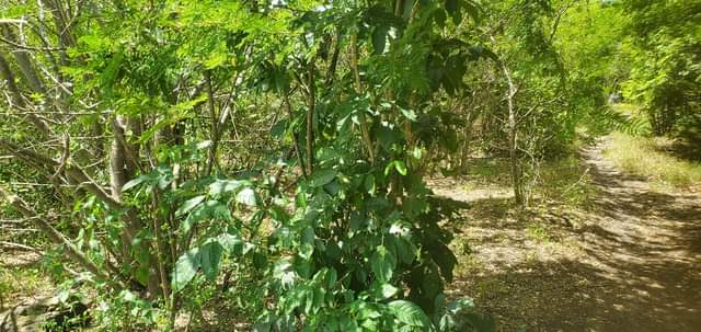 A picture of Shamba linauzwa Heka 80 kijiji cha Bago