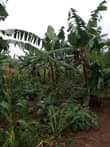 A picture of 10 Acres of Land available for sale in Kamengo on